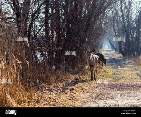 White Tailed Deer Stock Photo - Alamy