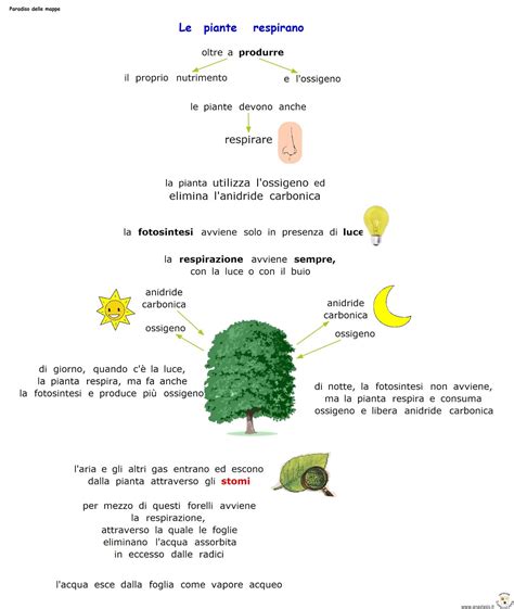 Paradiso Delle Mappe Le Piante Respirano