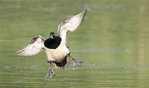 Incoming - Tufted Duck | Backcountry Gallery Photography Forums