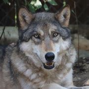 Meet Our Wolves | International Wolf Center