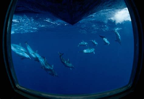 Dolphin Dives Image | National Geographic Photo of the Day | National ...