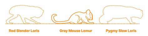 Reddish Gray Mouse Lemur