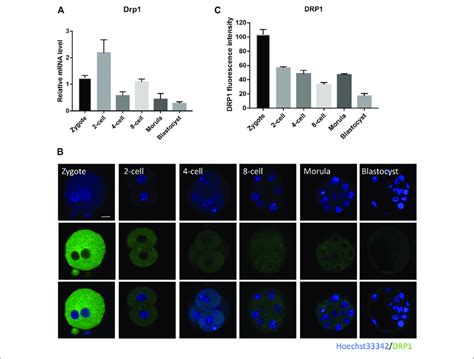 Subcellular Localization And Expression Of DRP1 During Mouse