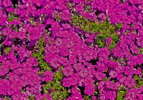 Phlox Douglasii X Red Admiral Teppich Flammenblume Red Admiral