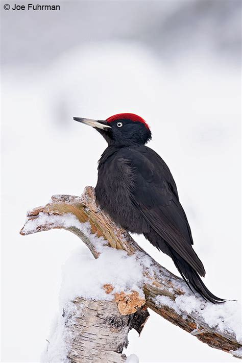 Black Woodpecker Joe Fuhrman Photography