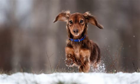 Fun Dog Winter Activities to Keep your Dog Active | K9U Chicago