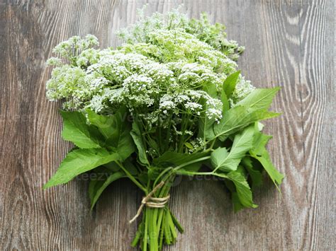 Top view. Ground elder, bishop's weed, goutweed, gout wort, white