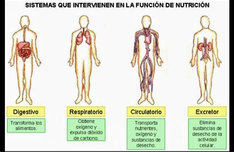 Los Sistemas Que Intervienen En La Nutrici N Son Ayudenmee Plis