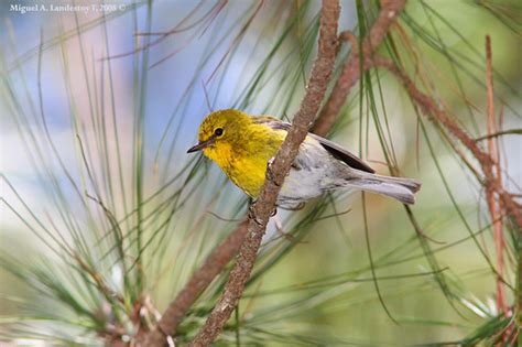 Ciguita Del Pinar Pine Warbler Dendroica Pinus Chrysole Flickr