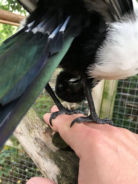 Sophie The Magpie On Twitter Upon Closer Inspection These Are Knees