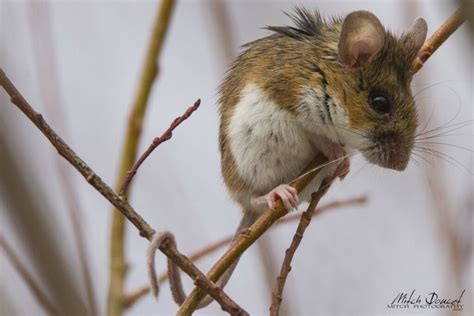 Wildlife Deer Mouse | Nature Connexion