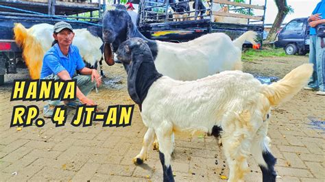 Update Harga Kambing Hari Ini Di Pasar Hewan Wlingi Blitar Sabtu