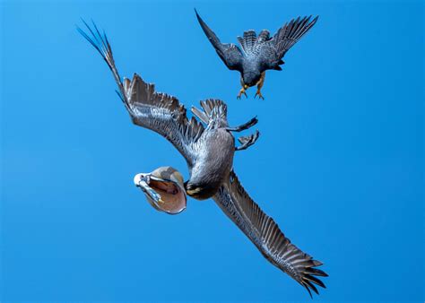 PHOTOS: Bird Photographer Captures Peregrine Falcon Protecting Nest