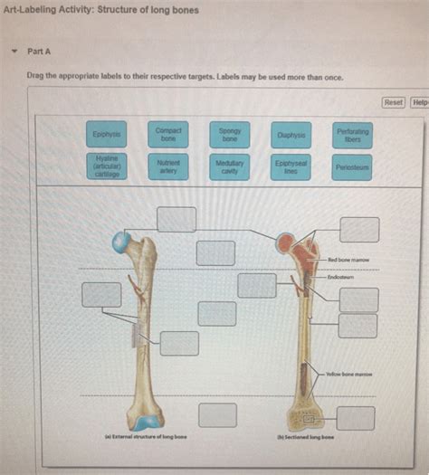 Drag The Labels To Identify The Structures Of A Long Bone Labels