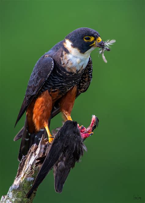 Bat Falcon | Raptors bird, Pet birds, Beautiful birds