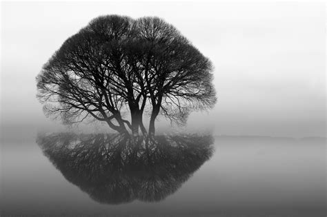 Wallpaper Reflection Sky Branch Calm Mirror Tree Illusion