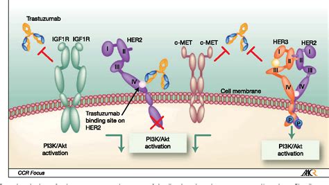 Pdf Resistance To Trastuzumab In Breast Cancer Semantic Scholar