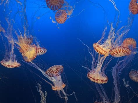 Jellyfish Picture Aquarium | Jellyfish pictures, Picture, Jellyfish