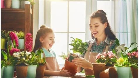 Indoor Plants That Create Positive Energy In Your Home Tauranga