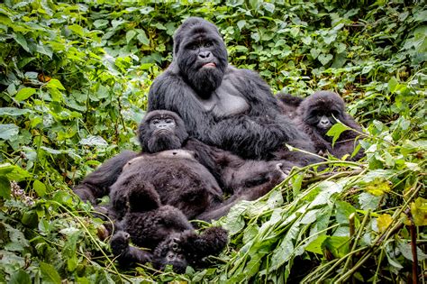 The Mountain Gorilla Gentle Giants Of The Forest Luxury Gorilla