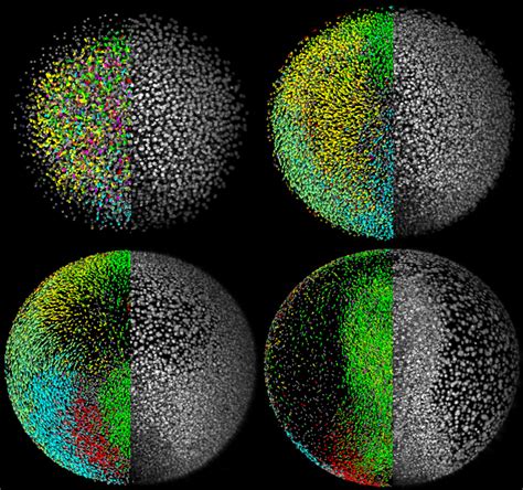 Zebrafish Embryo