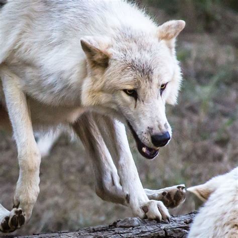 Wolf Attacking