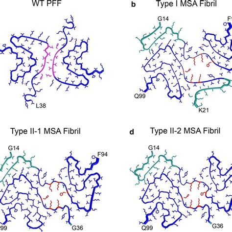 Α Synuclein Fibrils Isolated From Multiple System Atrophy Patient