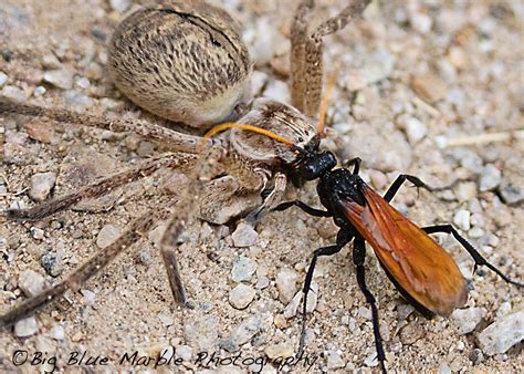 Tarantula Hawk Wasp Ever Seen A Tarantula Hawk Wasp In Act Flickr