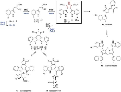 Biosynthetic Pathway To The Indolocarbazoles Staurosporine And