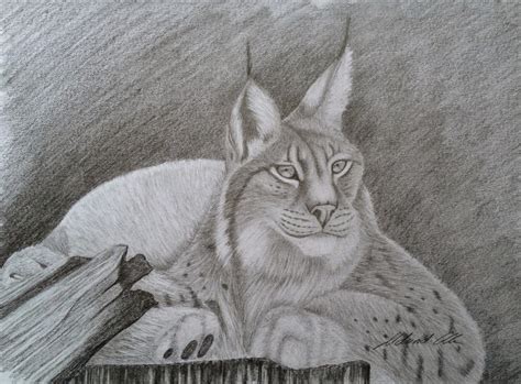 Lynx with pencil by Udvardi on DeviantArt