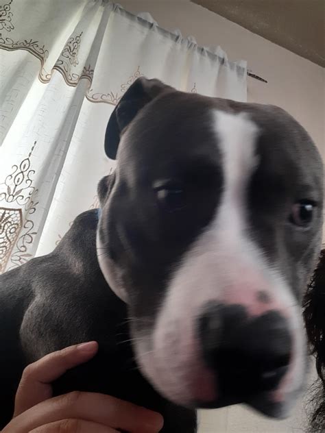 Hi there I'm a first time pitbull owner and I would just like to know