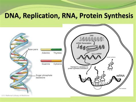 Ppt Dna Replication Rna Protein Synthesis Powerpoint Presentation