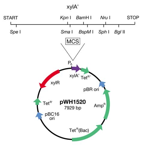 Addgene: Vector Database - pWH1520