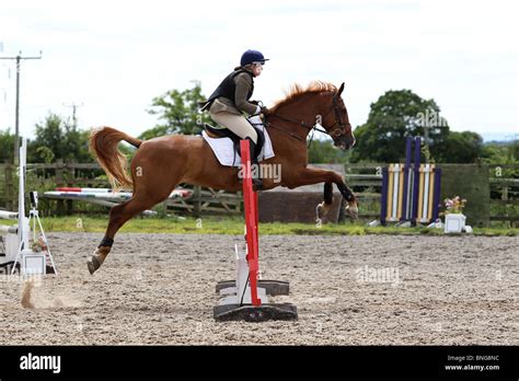 Chestnut Horse Pony Jumping Stock Photos & Chestnut Horse Pony Jumping ...