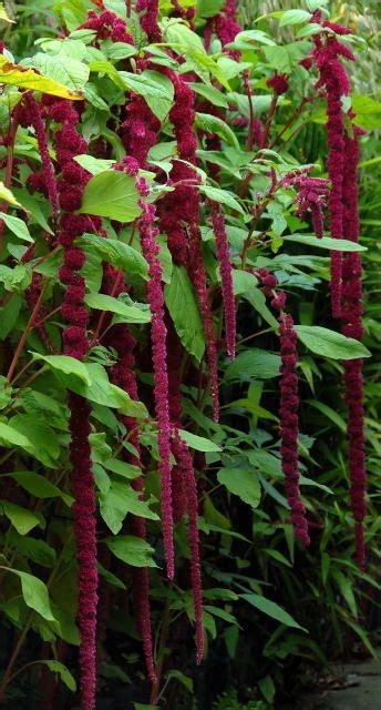 How To Grow Amaranth Tips And Guide To Growing Amaranth Everything