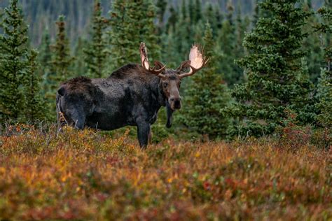 BULLWINKLE BULL MOOSE, Estes Park, Colorado - Moose Photo Print - RobsWildlife