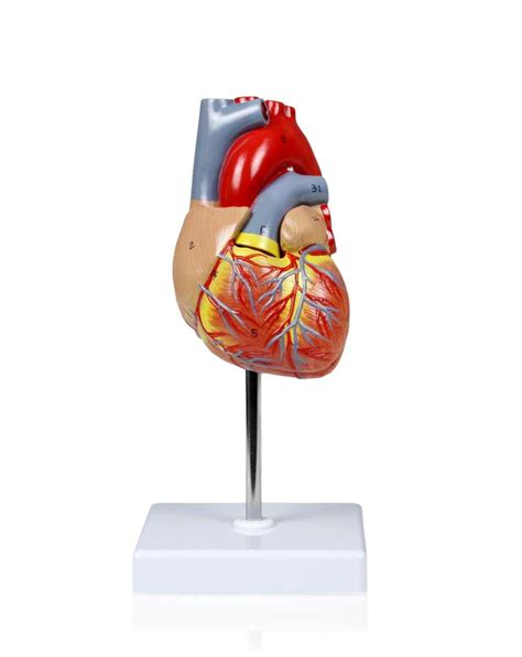 Life Size Heart Model 2 Parts Geyer Instructional Products