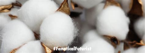 startup galy finally releases  lab grown cotton   market