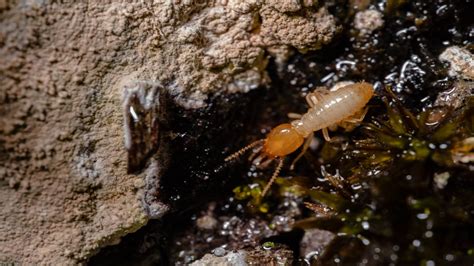 How To Identify And Detect Signs Of Termites In Your Home Build Magazine