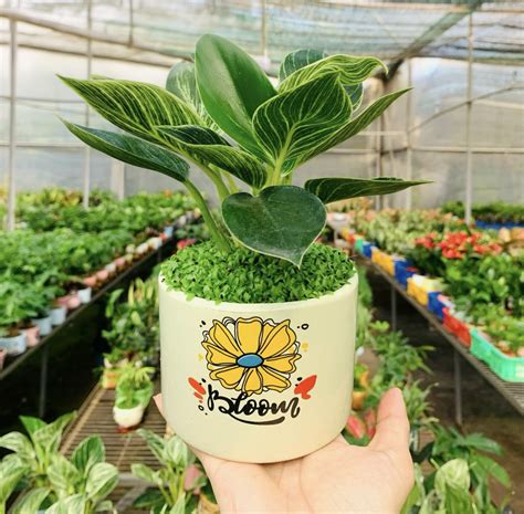 cay de vuong kim cuong chau su