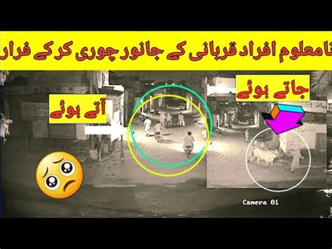 Cctv Footage Karachi Orangi Town Qurbani Ke Janwar Chori Cow