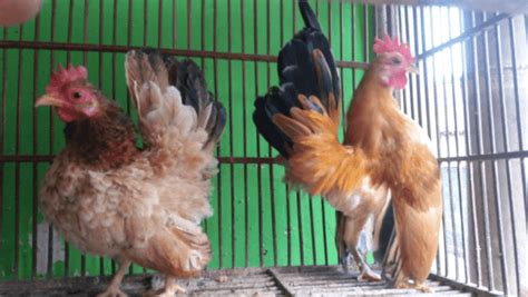 Jual Ayam Serama Dari Bibit Sampai Dewasa Siap Di Ternakan