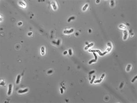 Bacillus sp. | Viticulture and Enology