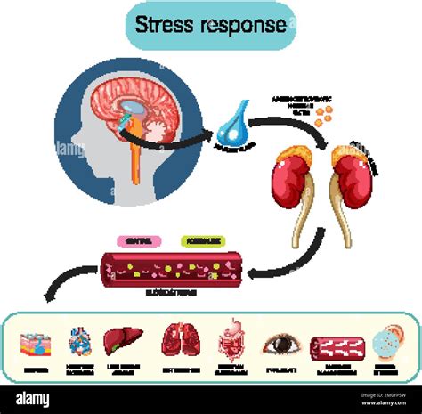 Diagrama anatómico de respuesta al estrés con ilustración de órganos