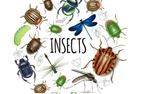 Orden De Insectos