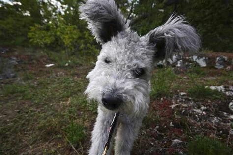 Pumi Temperament: The Herding Machine behind the Cute Face