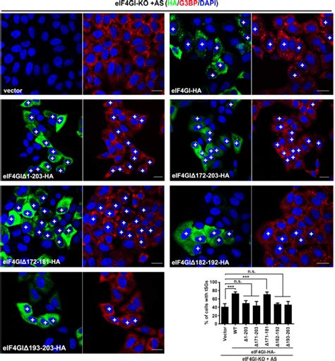 SG Formation Relies On EIF4GI G3BP Interaction Which Is Targeted By