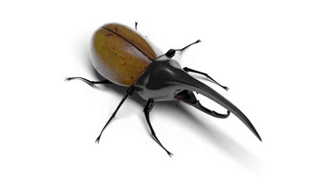 Rigged And Animated Crawling Hercules Beetle 3d Model 199 Max Free3d