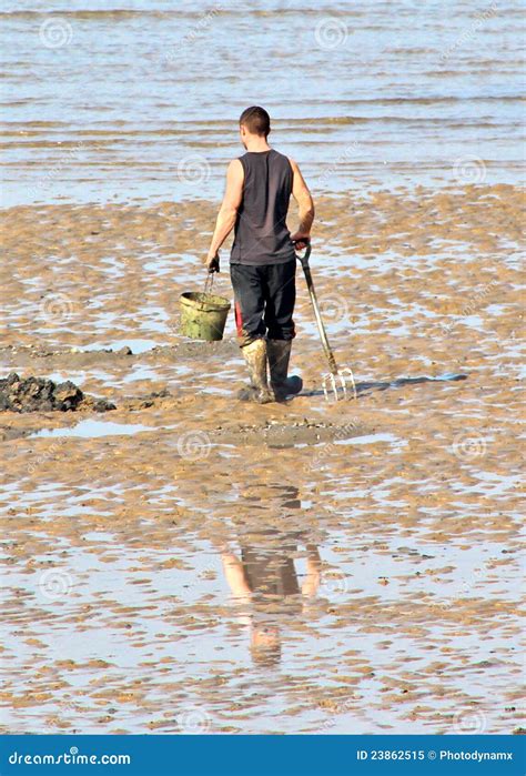 Harvesting shellfish editorial image. Image of harbour - 23862515