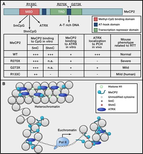 By Hook Or By Crook Multifaceted Dna Binding Properties Of Mecp Cell